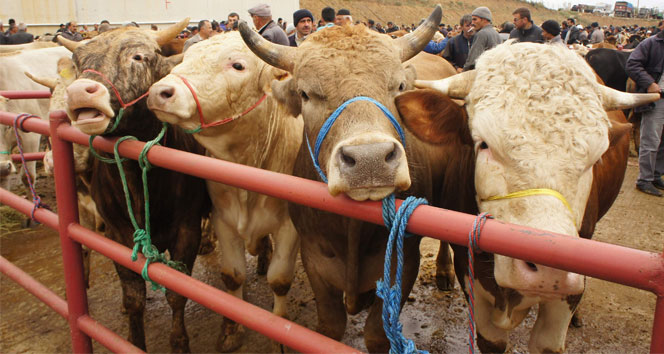 2026 kurban bedelleri açıklandı: Yurt içi 18 bin TL, yurt dışı 7 bin TL