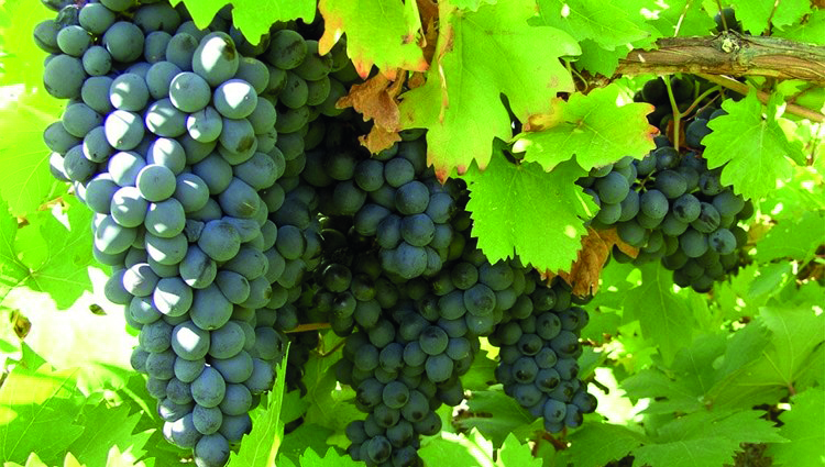Arapgir Üzümü Tehlikede: Rekolte Ve Kalite Düşüyor