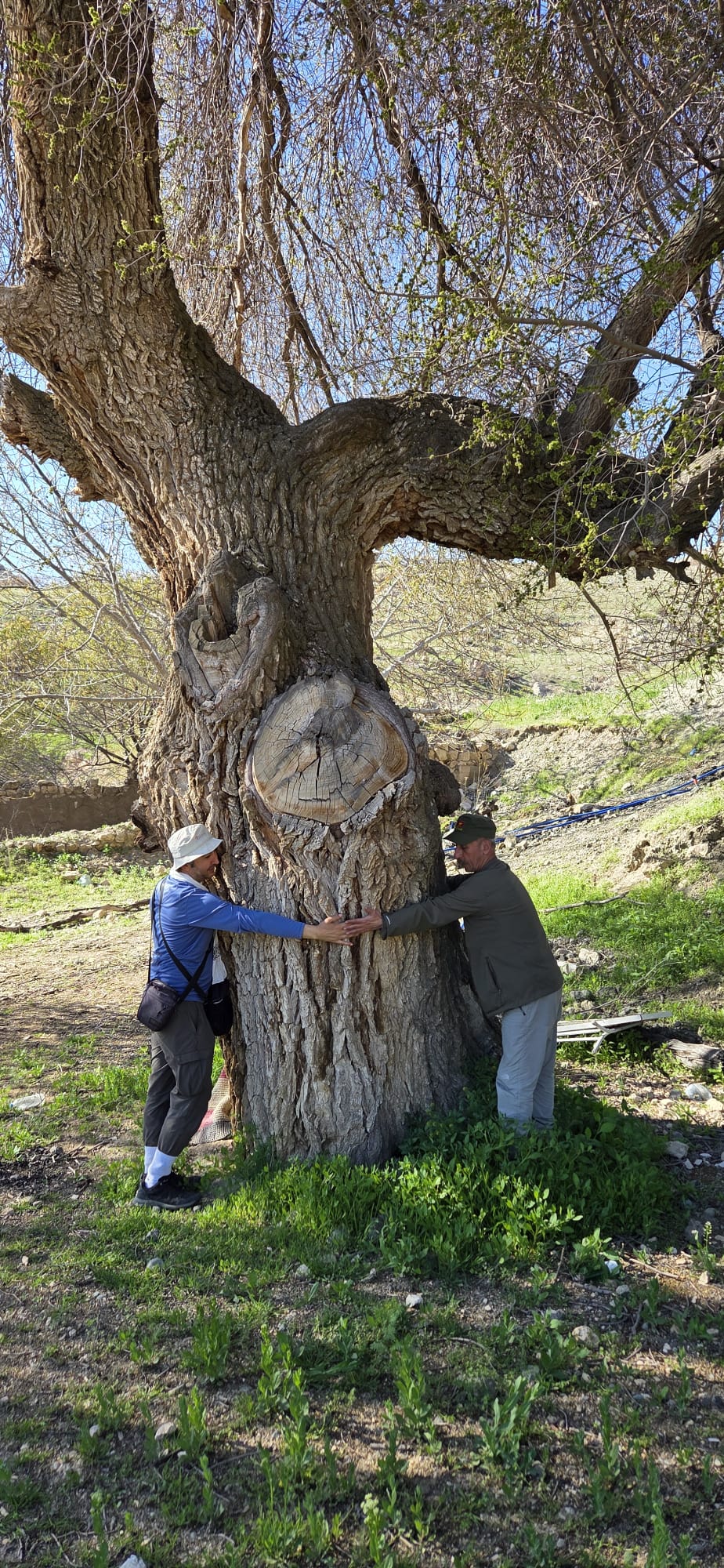 Darende Ilıca’da 250 Yıllık Dev Karaağaç Keşfedildi