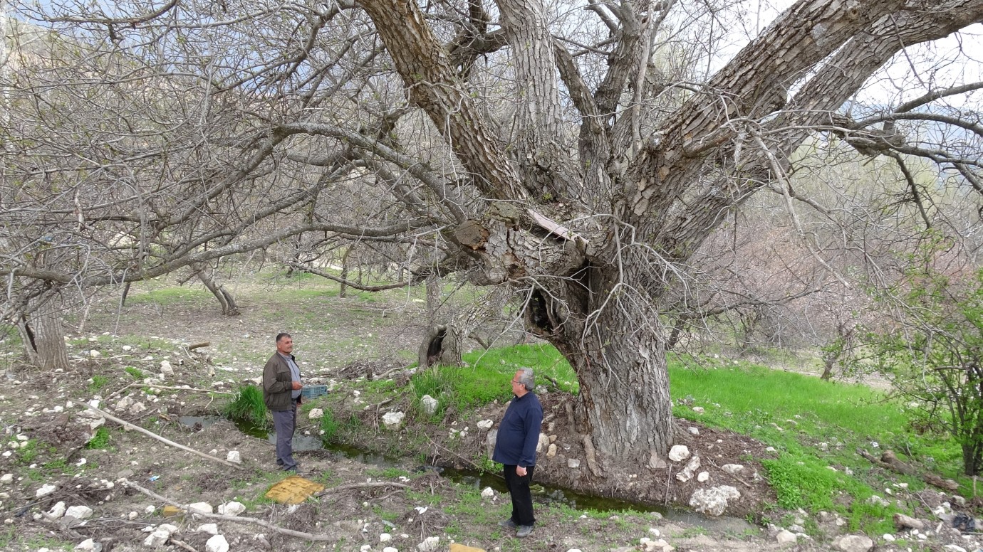 270 yıllık ceviz ağacı zamana direniyor