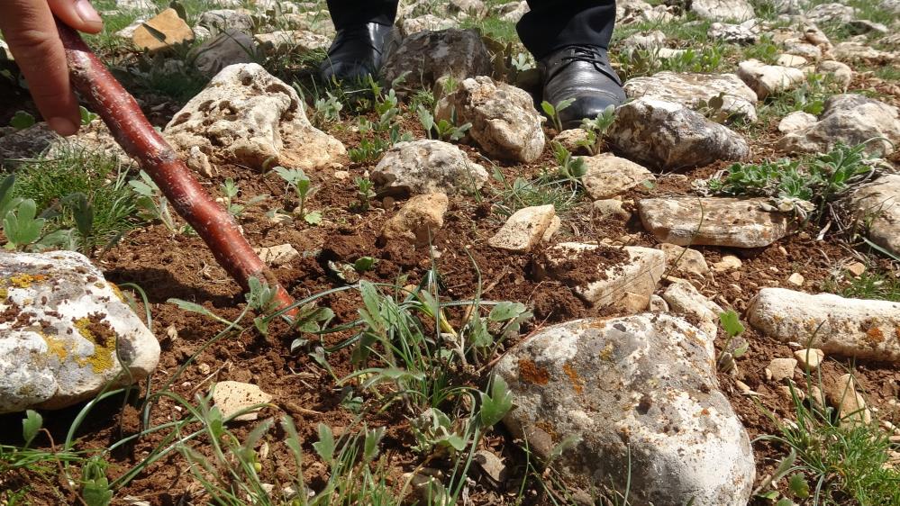 Malatya’da çiğdem mesaisi başladı