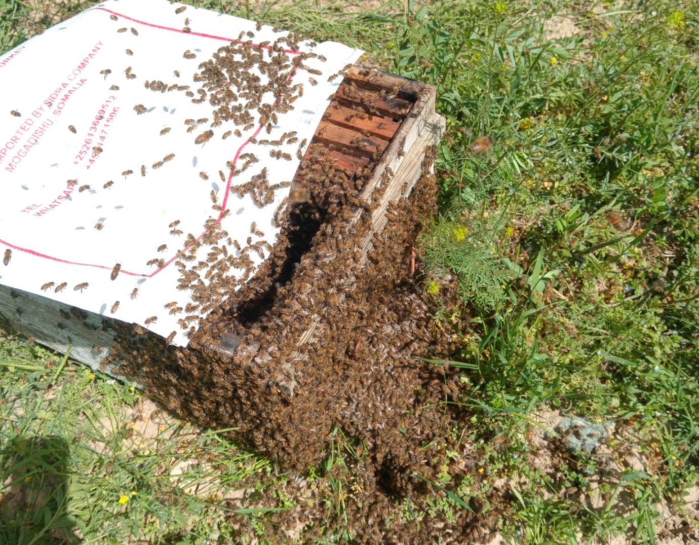 Kayısı bahçesindeki binlerce arı ilgi odağı oldu