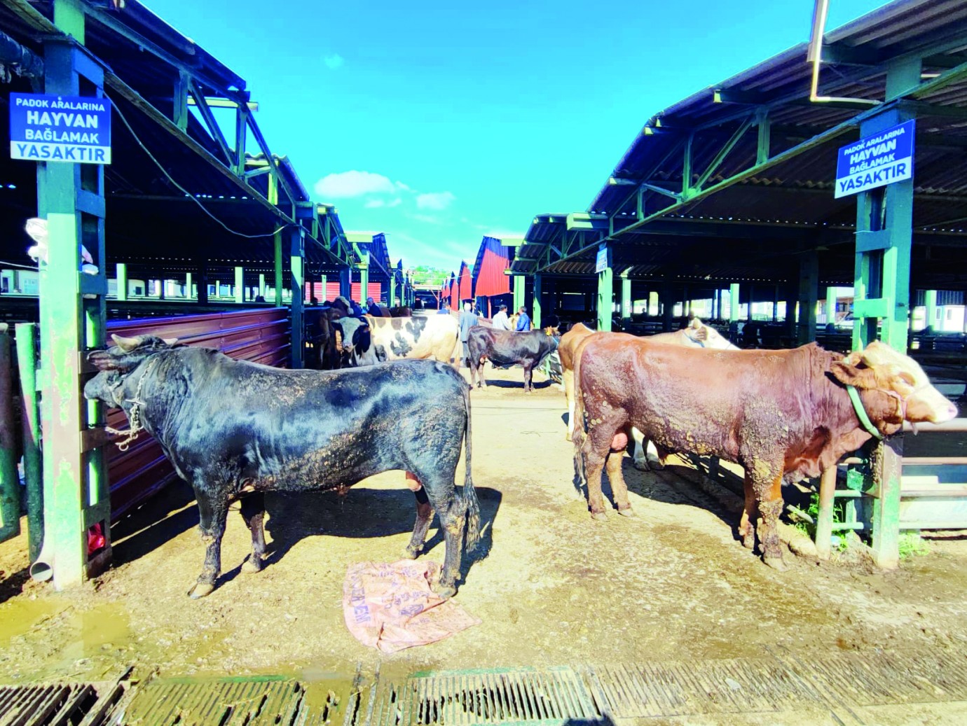 Malatya’da şap hastalığına geçit yok | 
