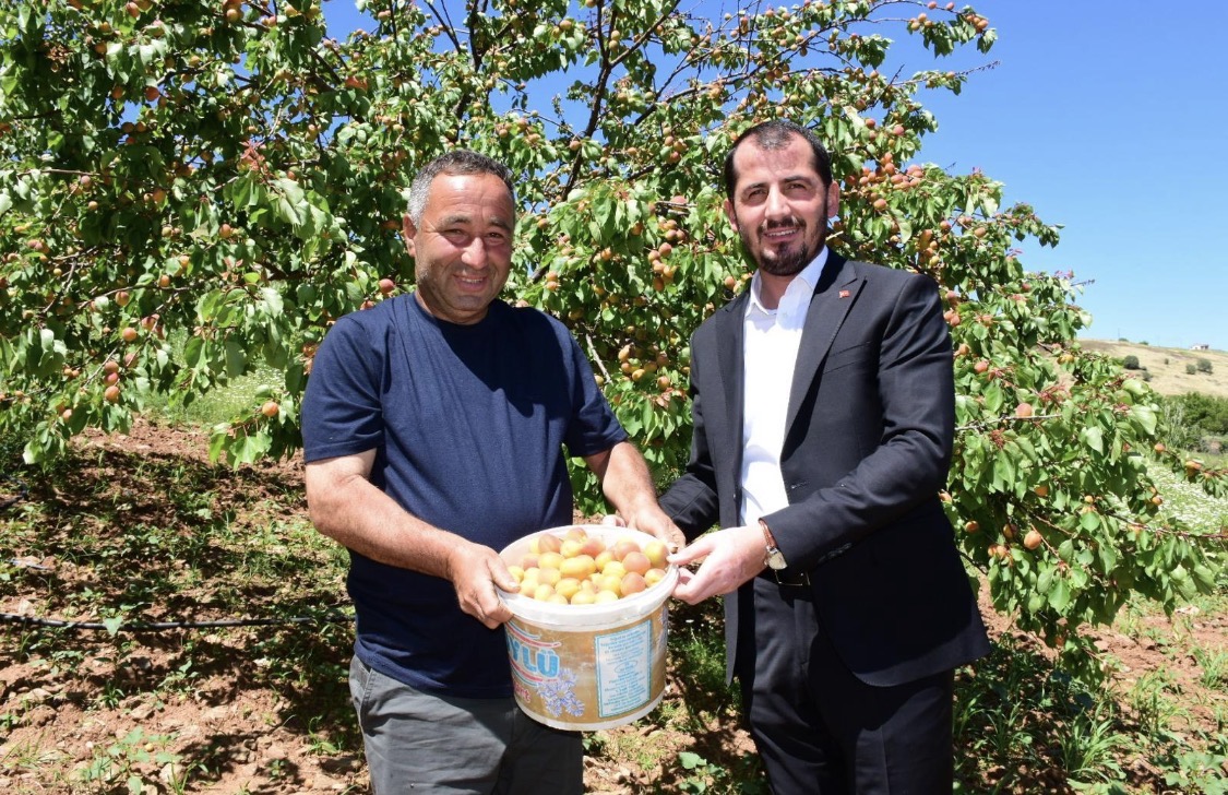 Kayısıda hasat sezonu başladı