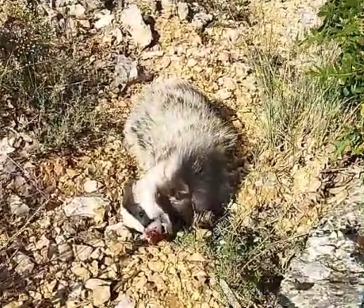 Akçadağ’da mantar toplarken bal porsuğu saldırısına uğradı