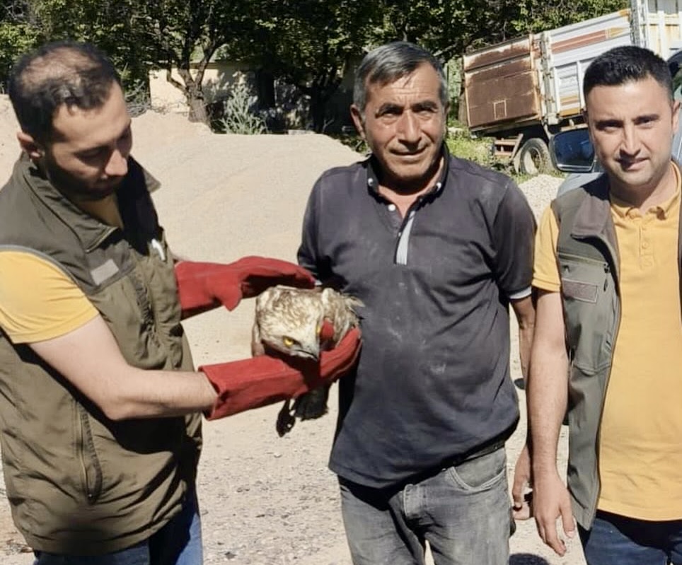 Akçadağ’da yaralı bulunan yılan kartalı koruma altına alındı