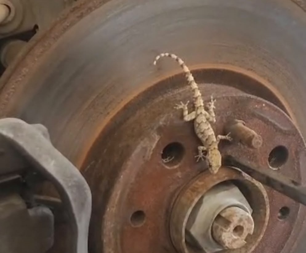 Sanayide şaşırtan olay: Otomobilin tekerinden kertenkele çıktı