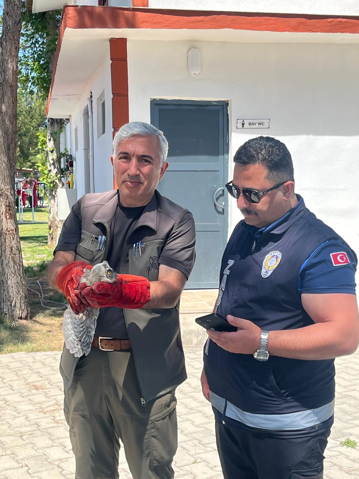 Battalgazi zabıtası yavru baykuşu koruma altına aldı