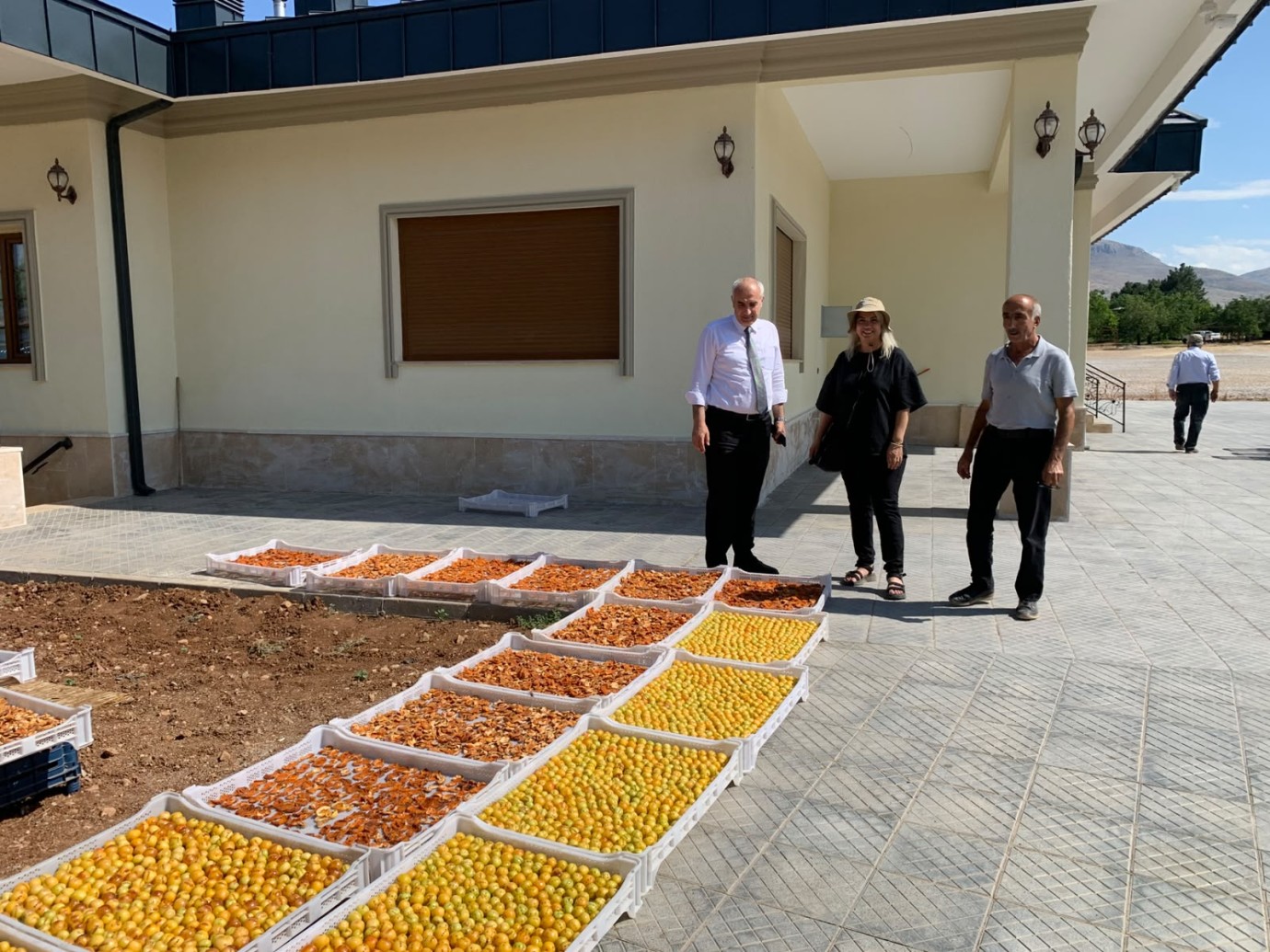 İl Müdürü Akar kayısı hasadını yerinde inceledi