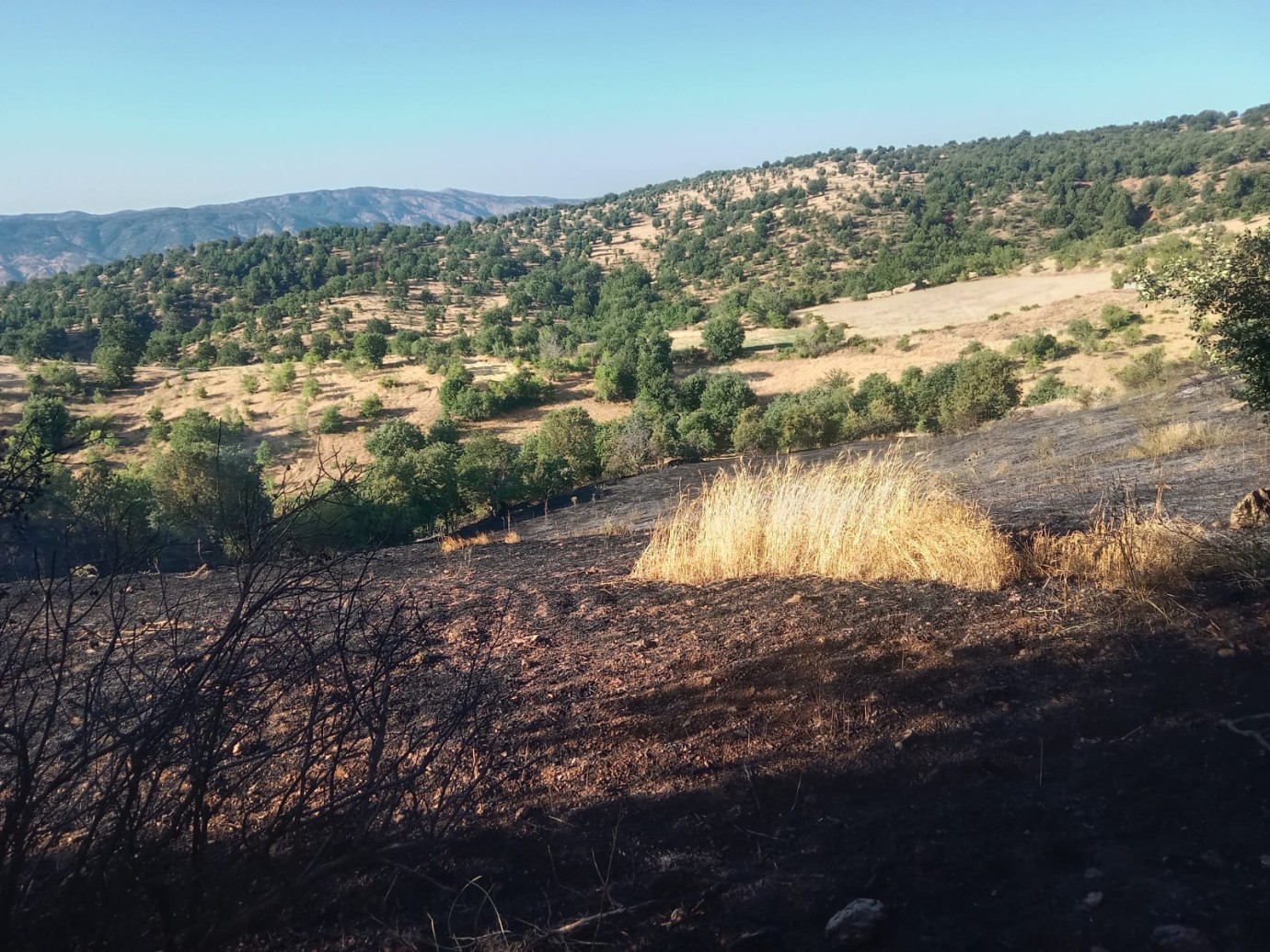 Pütürge'de korkutan yangın