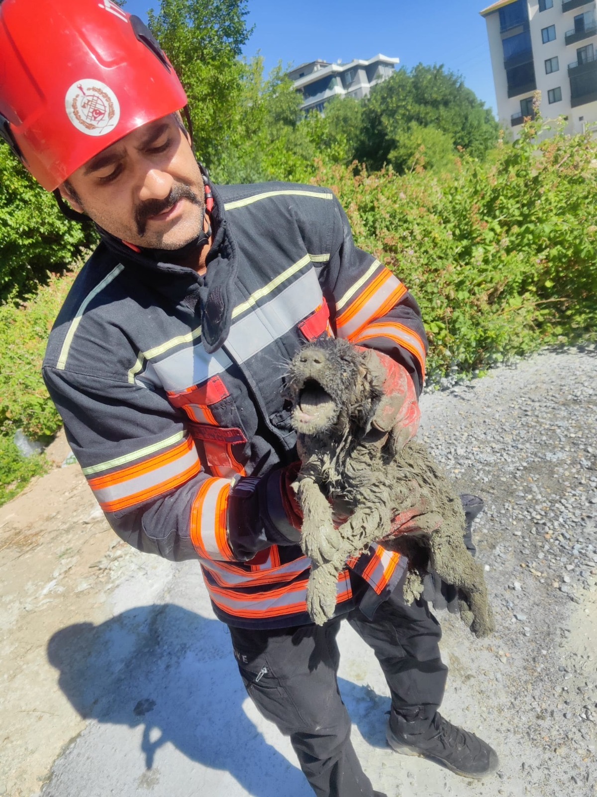 Betona saplanan köpeği itfaiye kurtardı