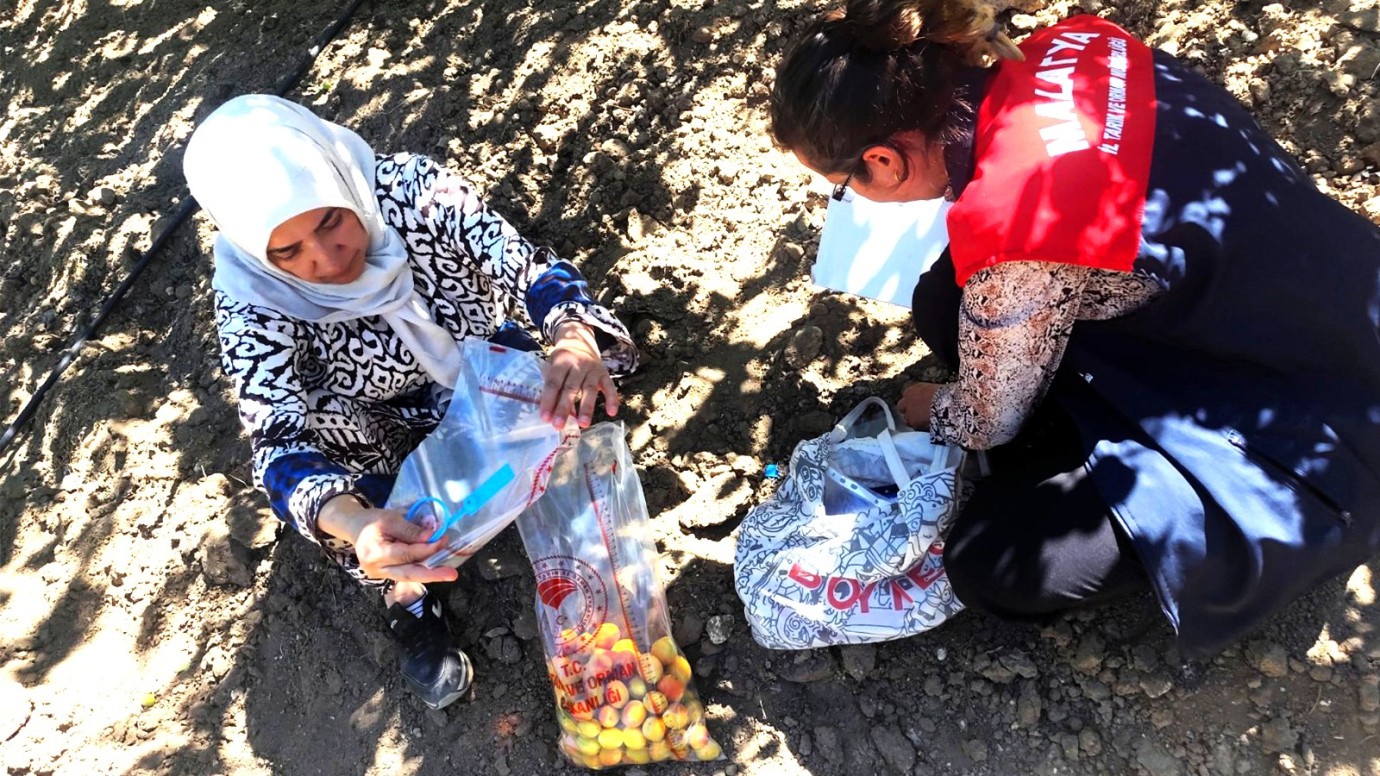 Kayısıda pestisit denetimi: 16 üreticiye hasat geciktirme tedbiri
