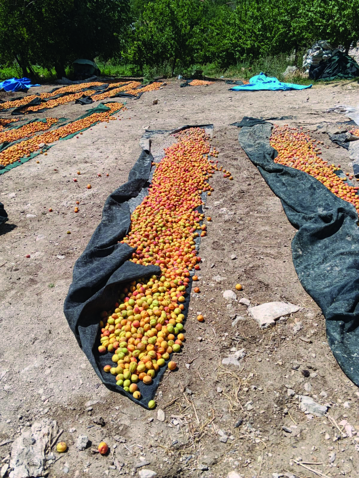 390 Ton Kayısı Yok Oldu