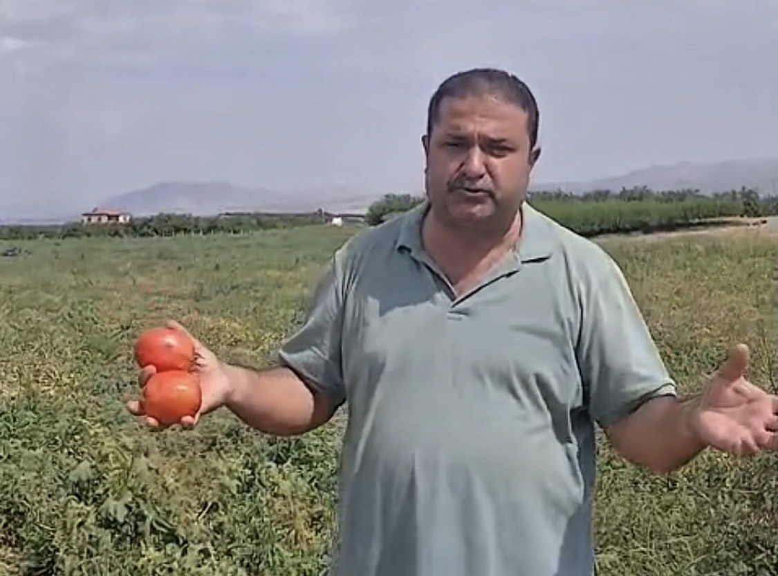 Domates tarlada kaldı, çiftçi ürünü vatandaşa ücretsiz dağıtma kararı aldı