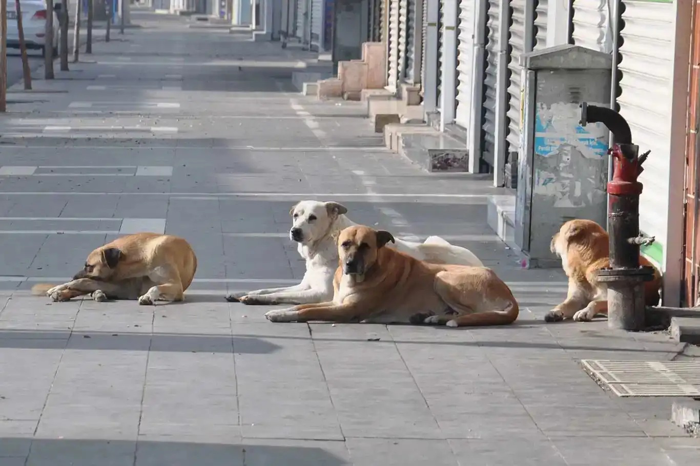 Sahipsiz hayvanlar için Eylül ayında kapsamlı denetim