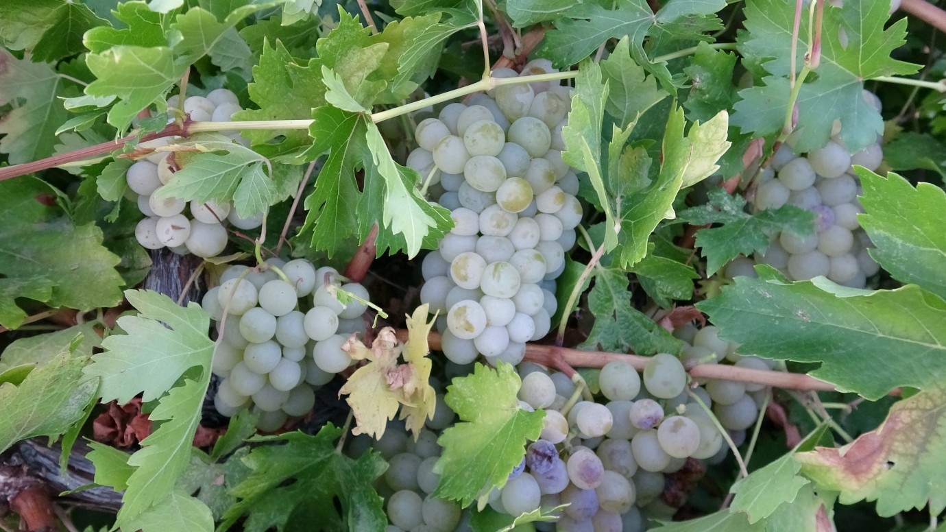 Malatya'da üzüm üreticisinin yüzü güldü