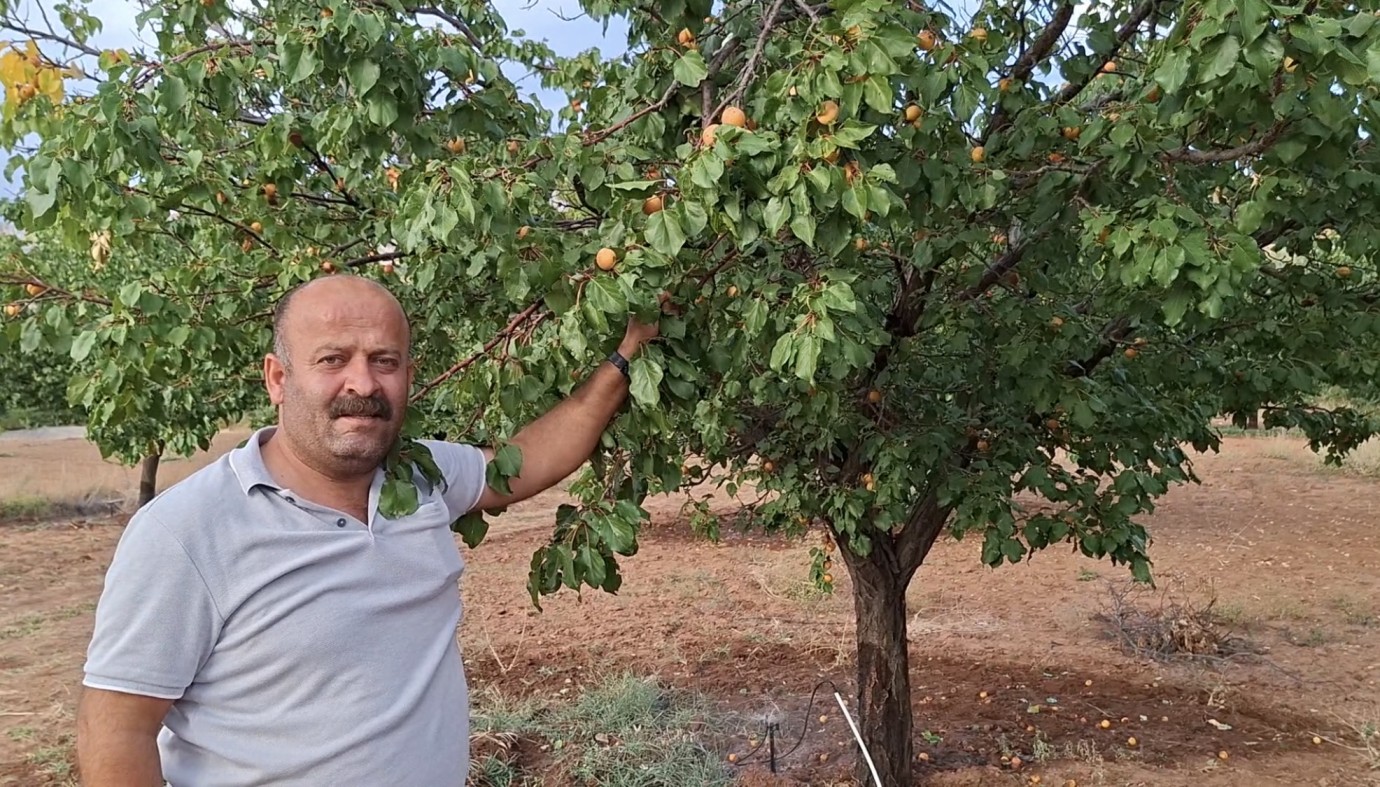 Kuluncak’ta Eylül’de kayısı bereketi