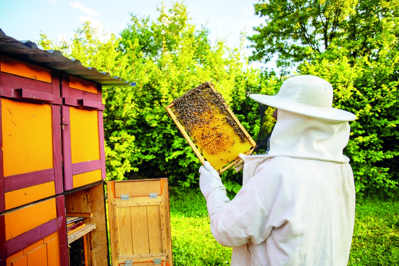 Arıcılardan “Varroa” Çağrısı