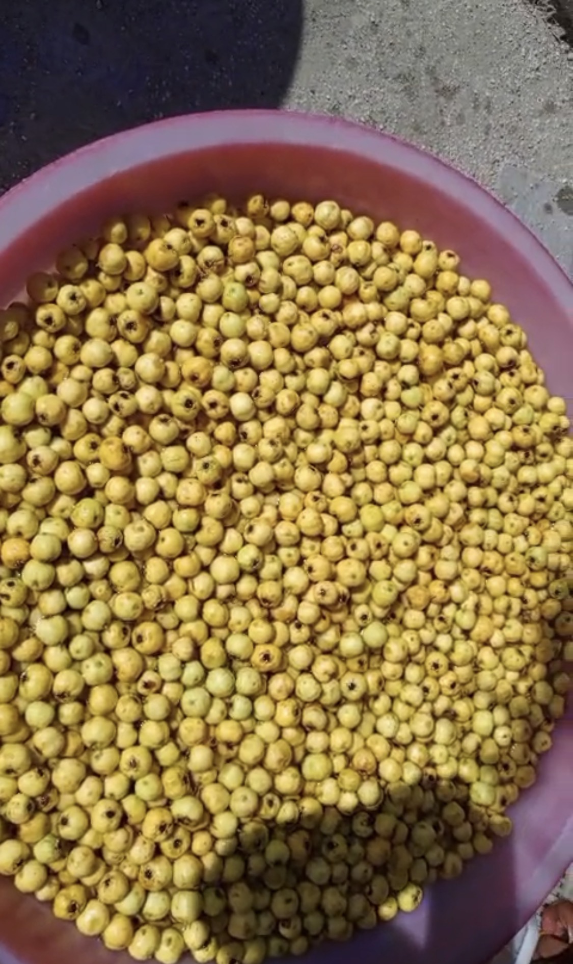 Alıçlar kışlık marmelata dönüşüyor