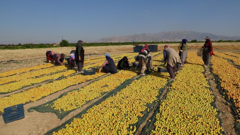 Sarı altın için hasat mesaisi